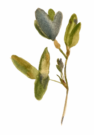 Графика, Натюрморт - Зеленые листья