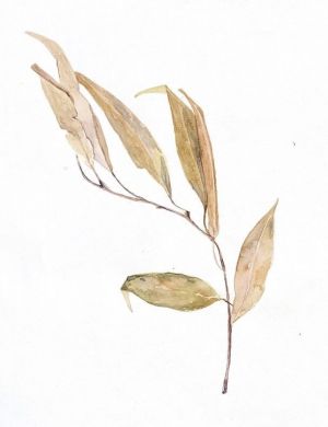 Графика, Натюрморт - Розовая ветка