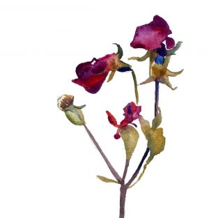 Графика, Натюрморт - Увядающая роза